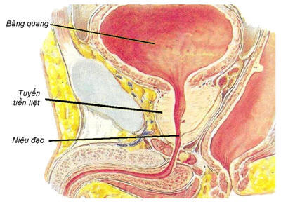 Những điểm cần lưu ý khi sử dụng thuốc chữa viêm tiền liệt tuyến.