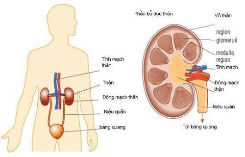 Suy thận ở nam giới không chỉ ảnh hưởng đến sức khỏe mà còn ảnh hưởng đến đời sống hôn nhân