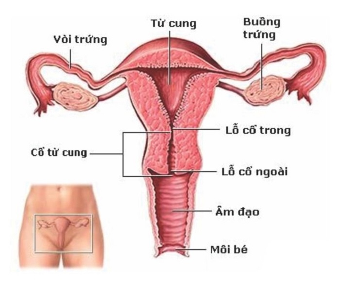 Cổ tử cung treo cao là gì? Nguyên nhân, triệu chứng và cách điều trị