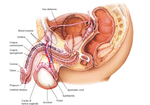 Giãn tĩnh mạch thừng tinh là bệnh lý nguy hiểm, chiếm khoảng gần 1/3 các ca vô sinh nam