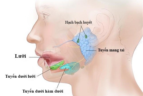 U tuyến mang tai có thể phát triển thành ác tính không?
