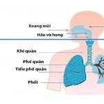 Nhiễm trùng đường hô hấp trên biểu hiện và điều trị thế nào?
