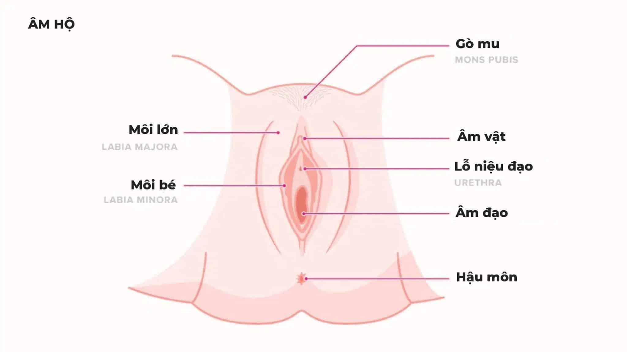 Cấu tạo bộ phận sinh dục nữ 3D  Hình ảnh giải phẫu chi tiết