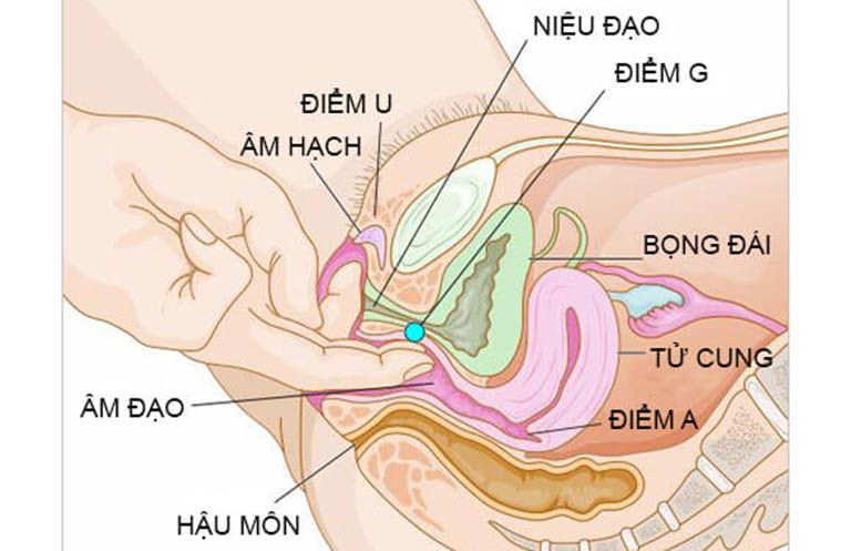 Mô hình giải phẫu bộ phận sinh dục nữ