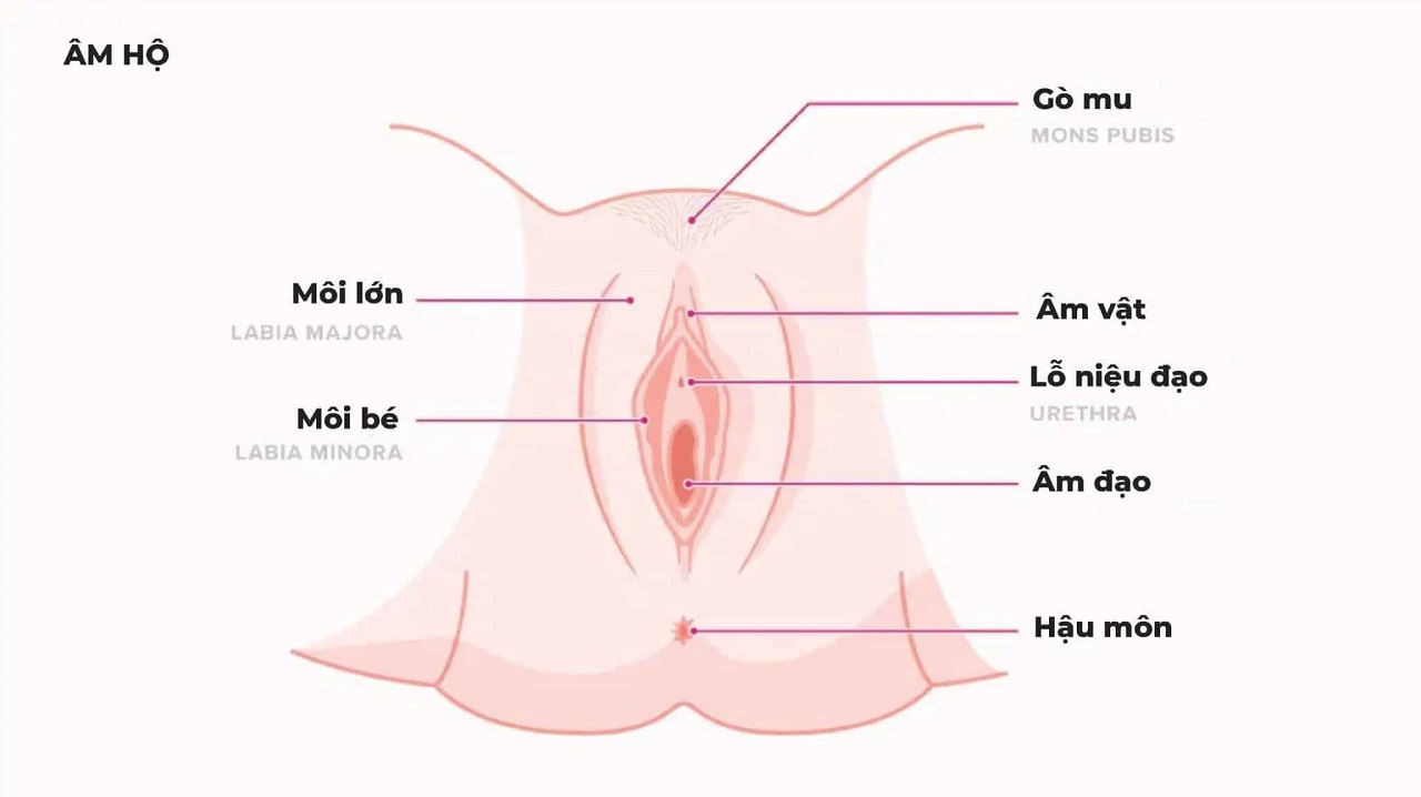 Cấu tạo và chức năng của tử cung trong bộ phận sinh dục nữ?
