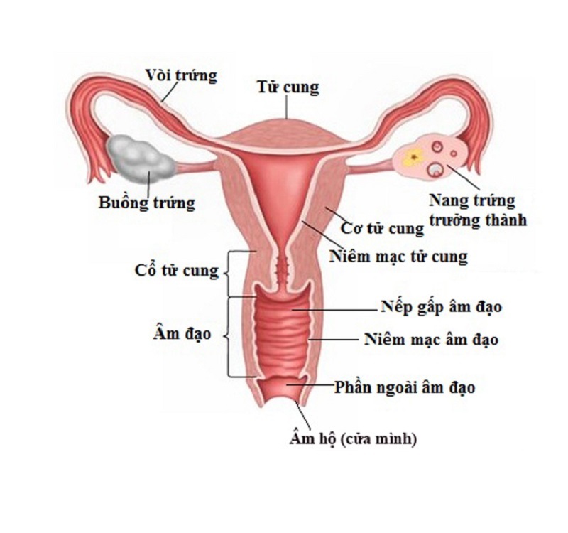 Giải phẫu cơ quan sinh sản nữ
