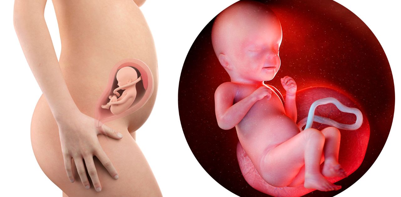 Những bí mật xoay quanh dấu hiệu thai ngừng phát triển 3 tháng đầu 