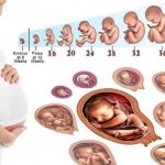 Các giai đoạn phát triển của thai nhi mẹ bầu cần nắm vững