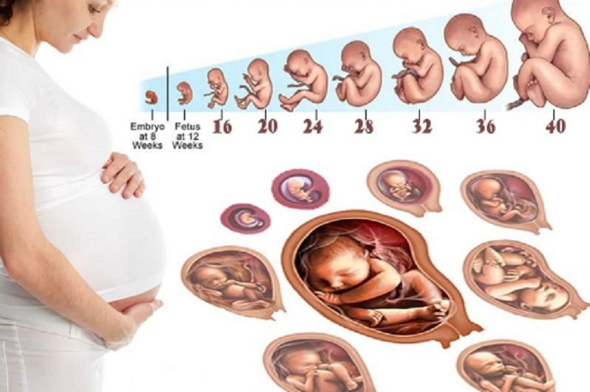Hình ảnh hình ảnh thai nhi 16 tuần trong bụng mẹ đáng yêu và phấn khích