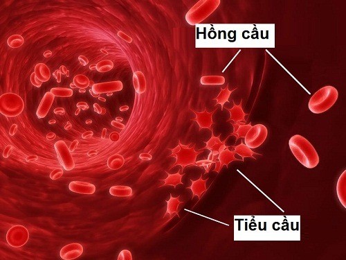 Tiểu cầu có tác dụng gì trong quá trình đông máu và cầm máu?

