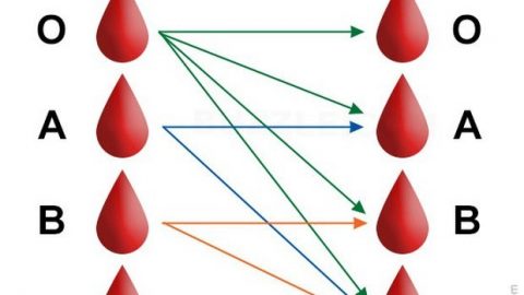 Nhóm máu O – những thông tin bổ ích mà bạn nên biết