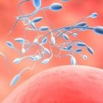 Quá trình thụ thai diễn ra như thế nào?