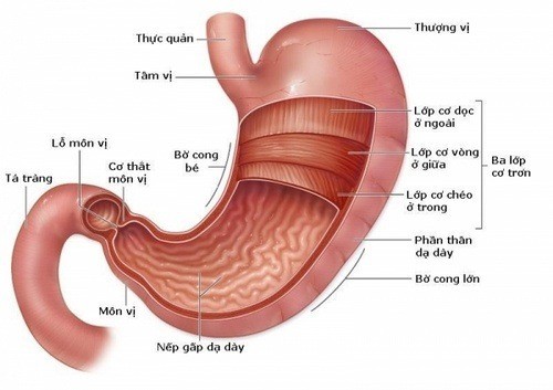 Cấu tạo dạ dày trong ổ bụng