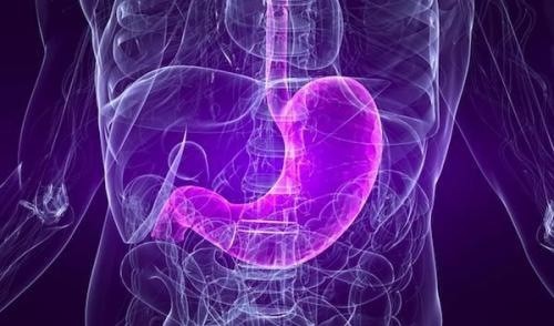 Dạ dày đảm nhiệm chức năng co bóp và phân hủy thức ăn
