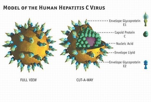 Xét nghiệm HCV RNA là gì ?