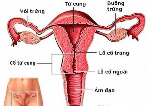 Các dính buồng tử cung có biểu hiện gì và cách phòng ngừa