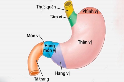 Hang vị dạ dày có khả năng chống lại axit dạ dày như thế nào?
