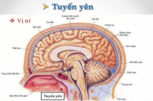 Tuyến Yên Có Chức Năng Gì? Tìm Hiểu Chi Tiết Về Tuyến Yên Và Các Vai Trò Của Nó