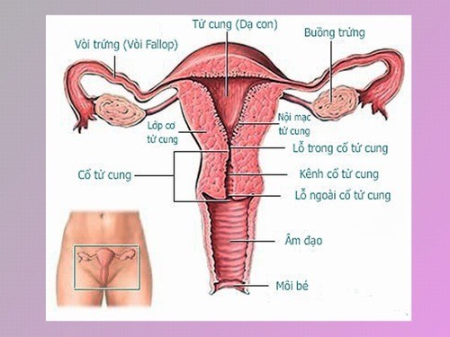 Niêm mạc tử cung còn gọi là nội mạc tử cung là mặt bao phủ toàn bộ mặt trong của buồng tử cung.