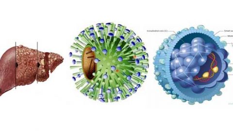 Con đường lây nhiễm 5 loại virus viêm gan và địa chỉ