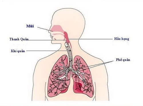 viêm phổi thùy là gì?