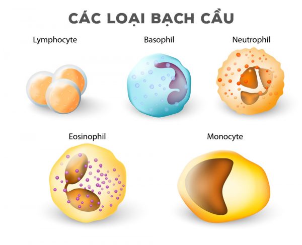 Bạch cầu Baso là gì