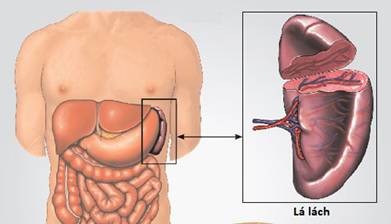 Bệnh lá lách to có thể là dấu hiệu của những bệnh gì?