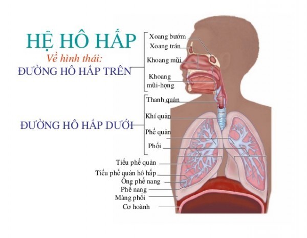 trẻ sơ sinh bị đờm ở cổ họng có thể do cơ quan hô hấp của bé chưa hoàn thiện. (ảnh minh họa)