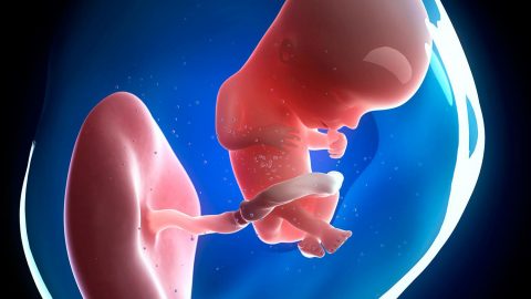 Tìm hiểu từ A đến Z quá trình phát triển của thai nhi