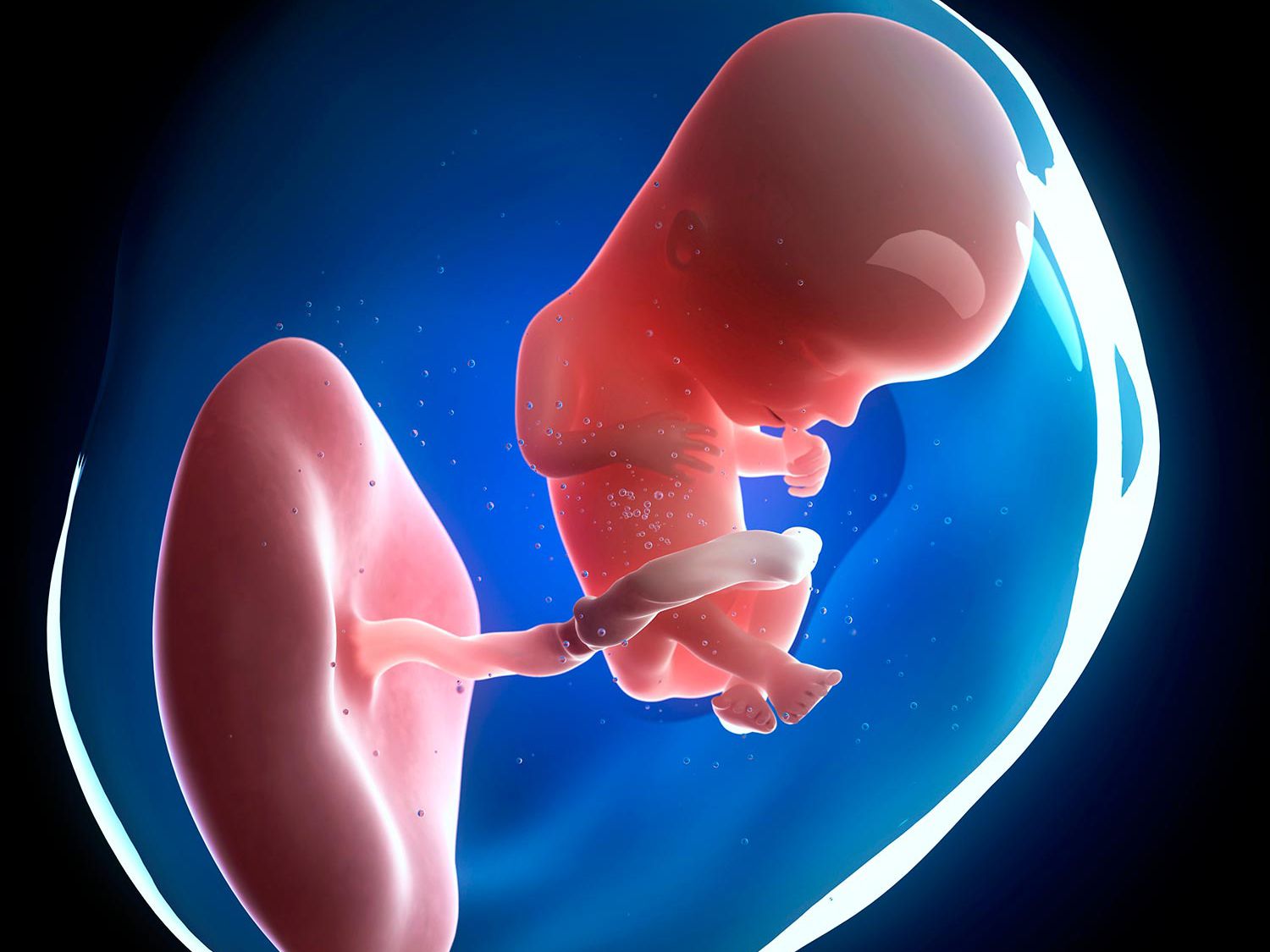 Quan sát giai đoạn phát triển của thai nhi và những điều cần biết
