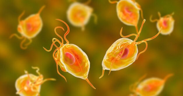 Trùng roi Trichomoniasis gây nên viêm âm đạo, một bệnh lý với cảm giác ngứa ngáy khó chịu ở vùng kín