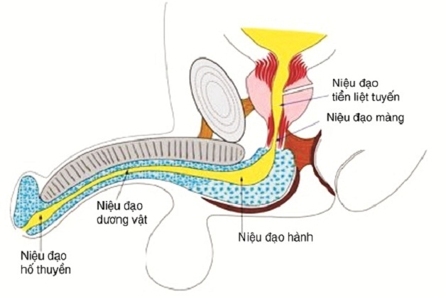 Tạo hình niệu đạo để điều trị tình trạng hẹp niệu đạo
