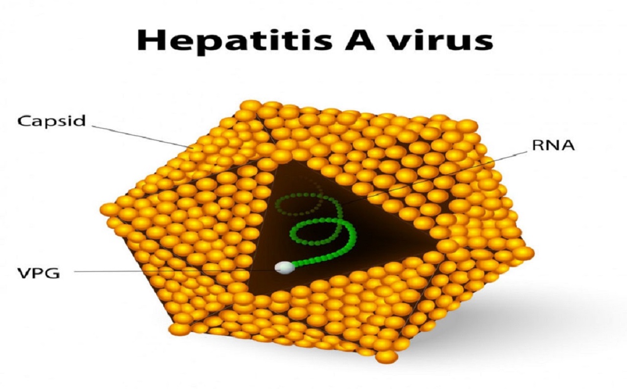 Get a virus. Picornaviridae гепатит. Hepatitis a transmission. Hepatitis a virus structure. Вирус гепатита в.