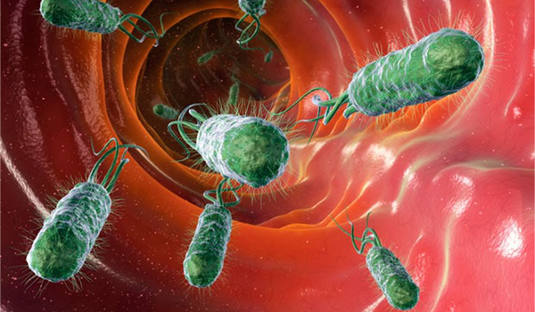 Vi khuẩn HP có thể bị tiêu diệt bởi cơ chế hoạt động của thuốc kháng sinh 