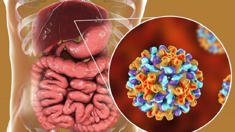 Viêm gan virus là gì và các loại viêm gan virus