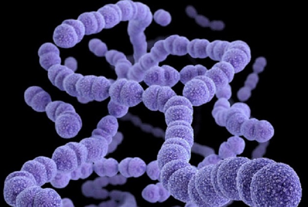 streptococcus pyogenes là gì
