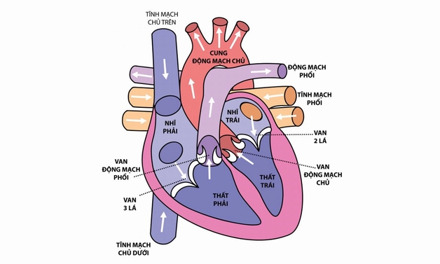 Hở van động mạch phổi 1/4: Nguyên nhân, Triệu chứng và Phương pháp điều trị hiệu quả