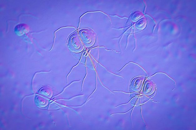Ký sinh trùng Giardia lamblia có trong nguồn nước hoặc thực phẩm cũng là một trong những nguyên nhân khiến trẻ sơ sinh bị đi ngoài ra nước.