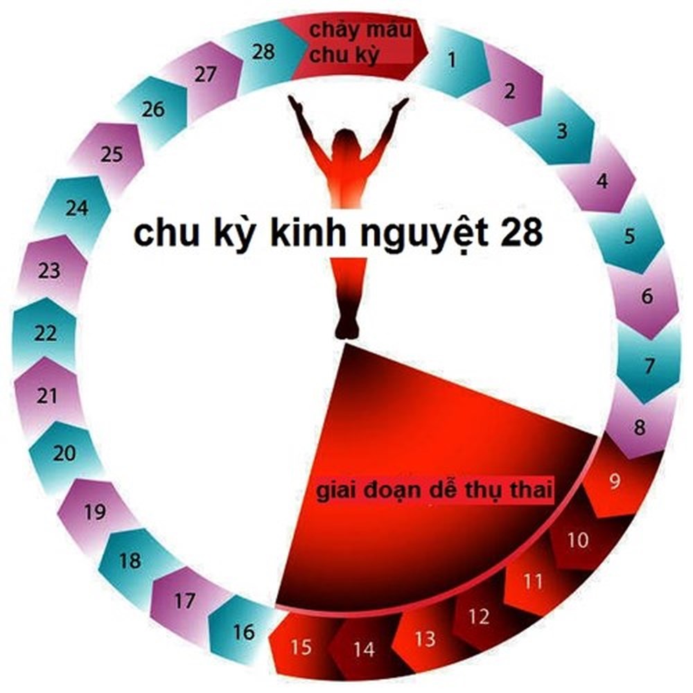 Trứng và tinh trùng sống được bao lâu trong tử cung?