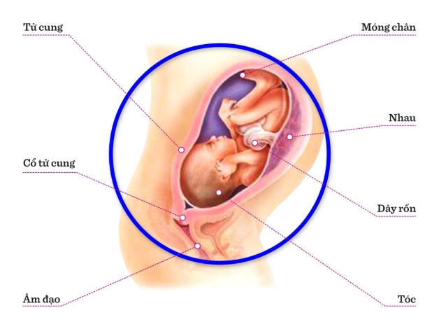 Hình ảnh khám thai 30 tuần Thu Cúc