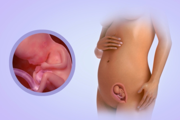 Thai nhi có khả năng di chuyển tay chân vào giai đoạn siêu âm thai tuần 15