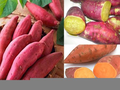 Một số thực phẩm có tính nhuận tràng tốt như rau lang, fun88 163i lang, rau mồng tơi, rau đay, rau diếp cá