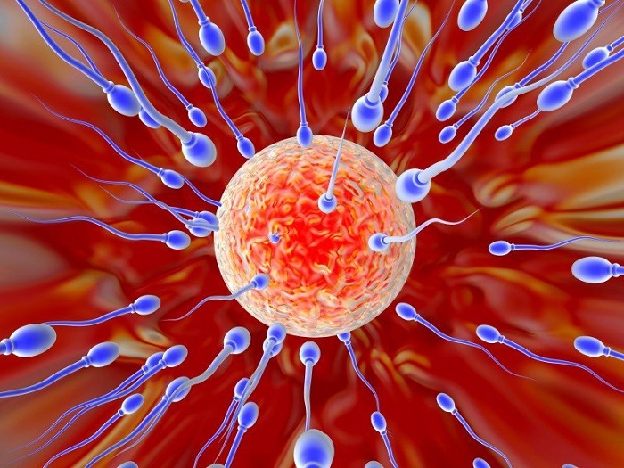 Trứng được thụ tinh sau khi làm tổ trong tử cung sẽ khiến chị em bị chậm kinh trong suốt thai kỳ.