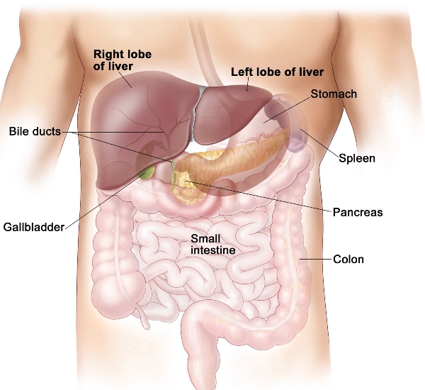 Đau bụng trên bên trái có thể do các bệnh liên quan tới nhiều bộ phận