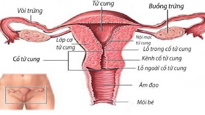 Hình ảnh cơ quan sinh dục nữ bên trong Cơ quan sinh dục của nữ giới