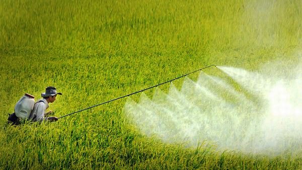 Những người làm nông nghiệp cũng có khả năng mắc ung thư do thường xuyên tiếp xúc với hóa chất diệt cỏ, thuốc trừ sâu...