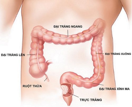 Trực tràng là đoạn ruột thẳng dài khoảng 11-15cm nằm ở cuối đại tràng, có chức năng co bóp và hỗ trợ đưa chất thải từ cơ thể ra bên ngoài