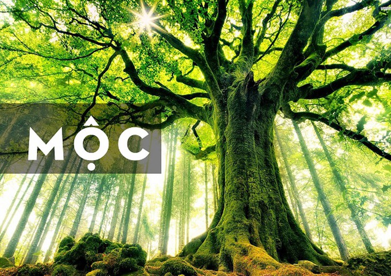 Mộc chính là tên gọi tượng trưng cho mọi loài cây, cỏ sống trên mặt đất