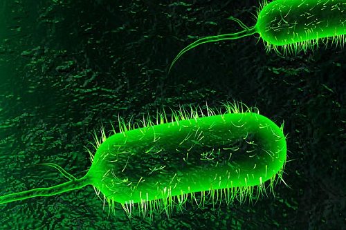 Bệnh tả là do vi khuẩn Vibro cholerae gây ra