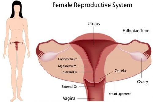 Hệ thống cơ quan sinh sản của phụ nữ, trong đó niệm mạc tử cung đóng vai trò quan trọng